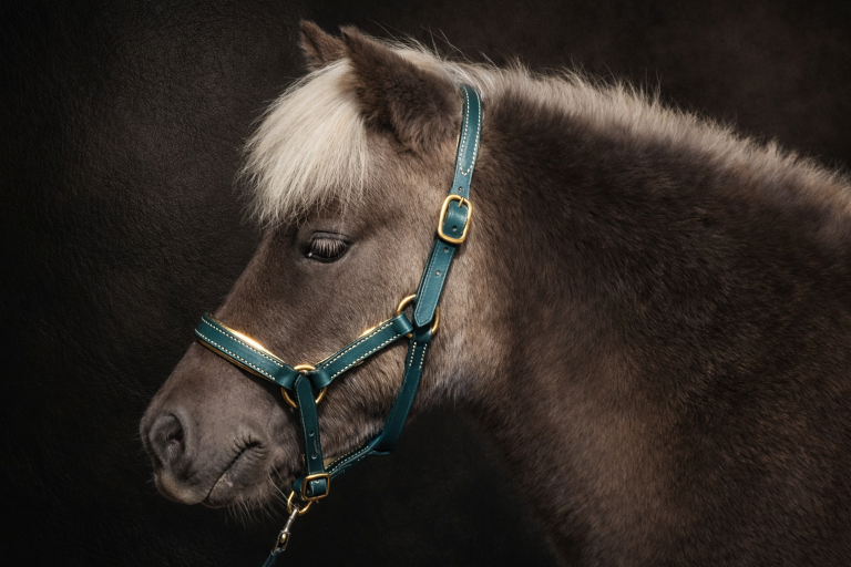 Licol cuir pour poney miniature artisanal poney miniature portant licol cuir turquoise artisanal avec boucles dorées